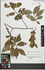 Foto von Salix pentandroides Rouy